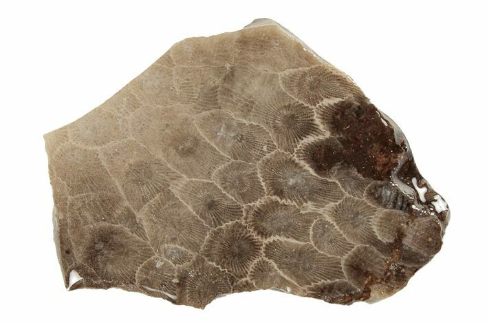 Polished Petoskey Stone (Fossil Coral) Slab - Michigan #204802